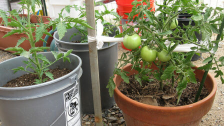 photo of tomato plants