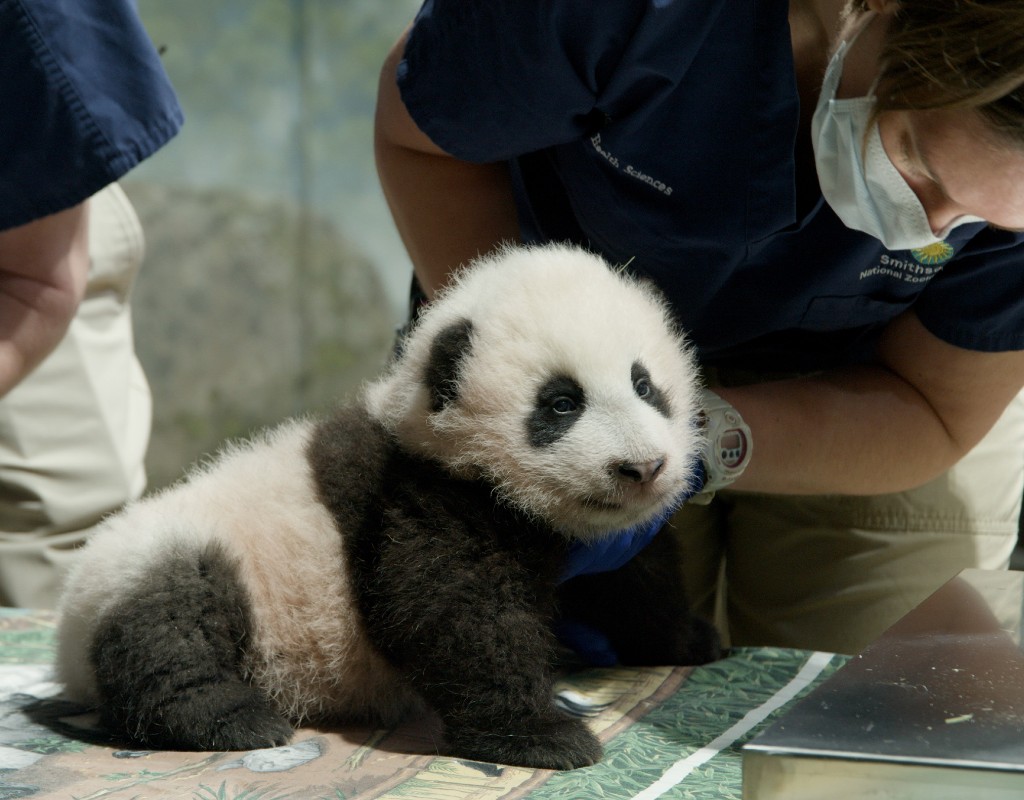 Presentan en público a 20 bebés de oso panda nacidos en 2021 en China