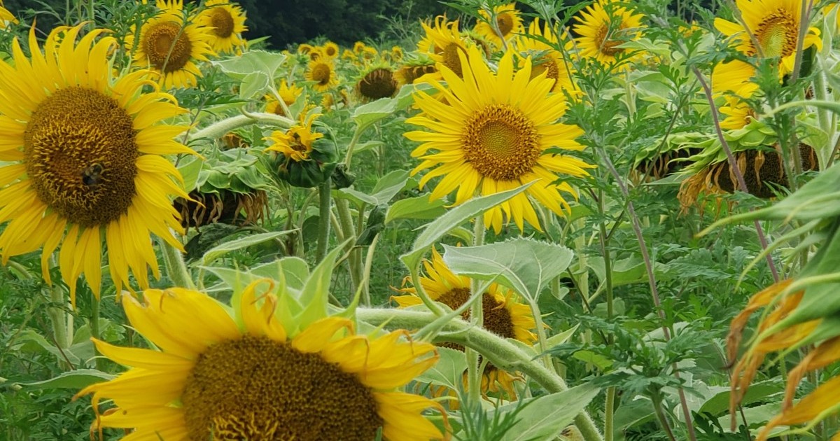 Girasoles en su Máximo Esplendor - Montgomery Community Media