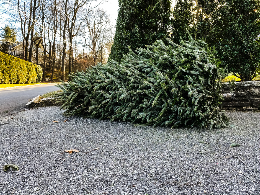 How to Recycle Your Live Christmas Tree Montgomery Community Media