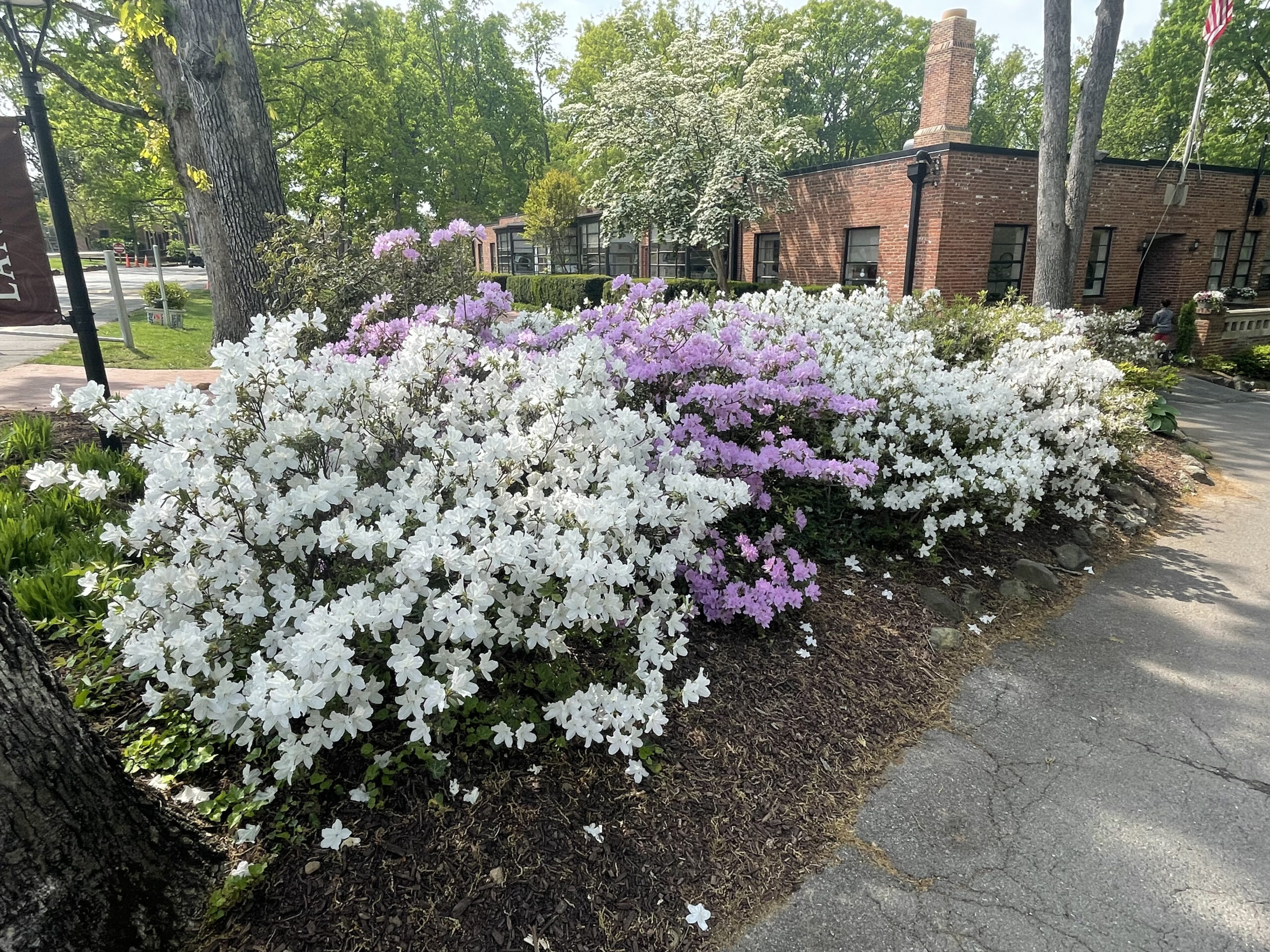 Landon Hosts 70th Annual Azalea Festival Montgomery Community Media