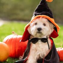 small dog in halloween costume with pumpkins