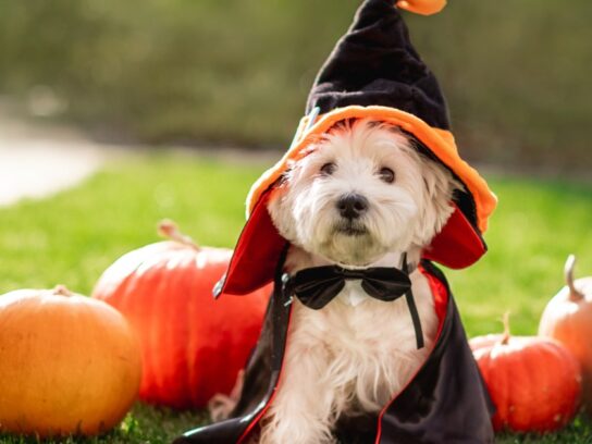 small dog in halloween costume with pumpkins