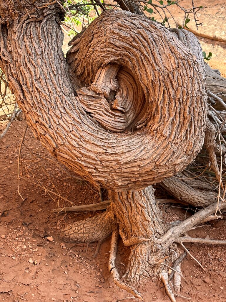 A spiral tree in the Amphitheater canyon picnic ground, at the north end of Utah's Arches National Park.
