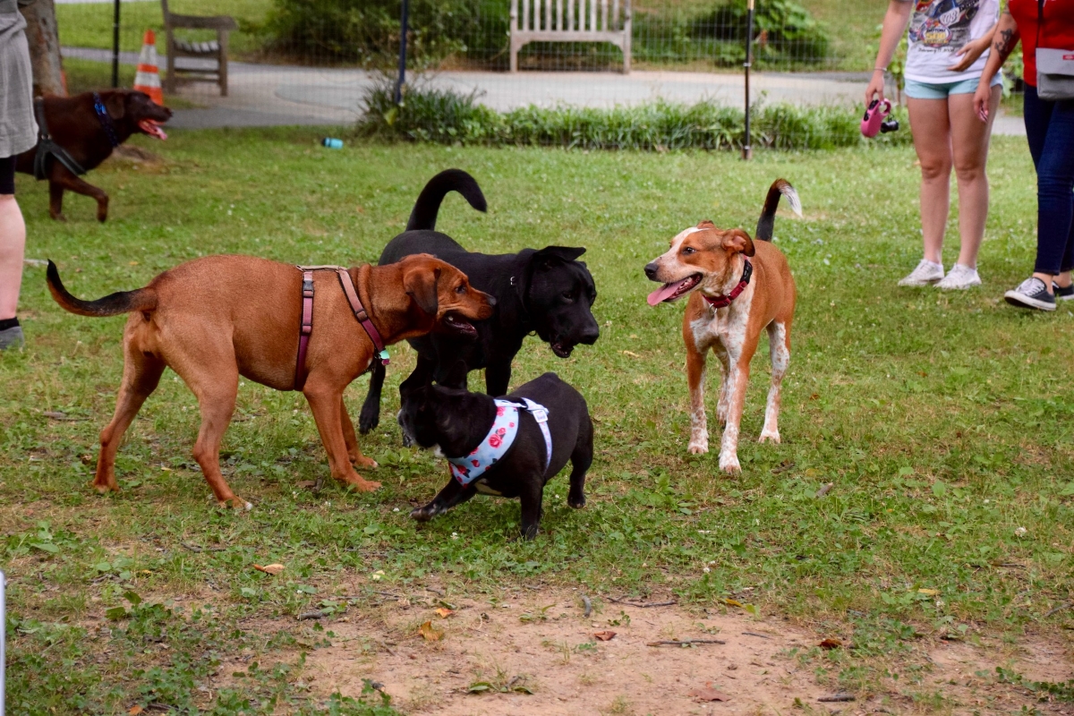 Bethesda Yappy Hour, Pop-Up Dog Park Returns July 18 - Montgomery ...