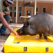 photo of pig at Best Friends Animal Sanctuary in Utah