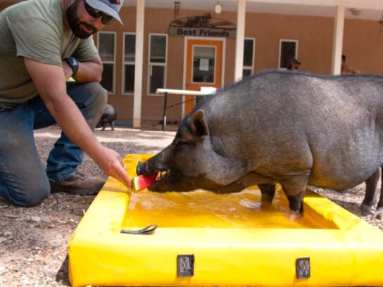 photo of pig at Best Friends Animal Sanctuary in Utah